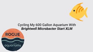 600Gallon- Cycling my tank using Brightwell Microbacter Start XLM