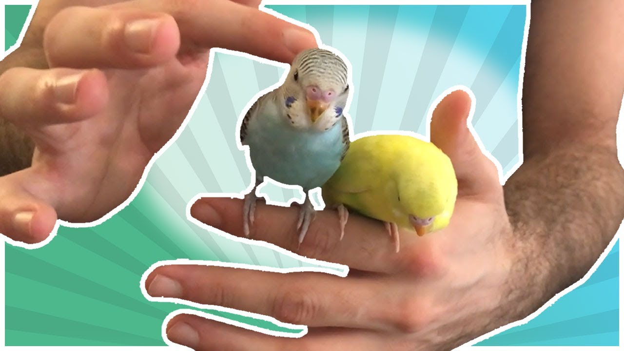 When To Start Taming Your Budgie? - YouTube