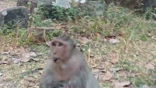 VID20250114173404 Monkey play 5