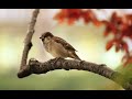 Birds singing no copyright sound effect