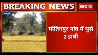 Dhamtari News CG: Motinpur गांव में घुसे 2 हाथी | धान की फसलों को किया नष्ट