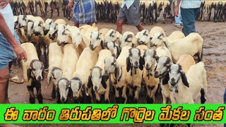 Tirupati sheep market||తిరుపతి గొర్రెల మేకల సంత||