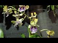 Agro Gain Orchids sedang live sekarang! WA: 081333151332