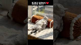 발 마사지 중? 고양이의 힐링 타임🐾💆‍♀️ #힐링 #동물 #동물의짤 #숏츠