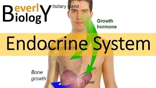 Hormones & the Endocrine system (updated)