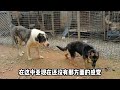 巨型中亚牧羊犬看上小狼狗，接下来的一幕令人捧腹，还是太年轻