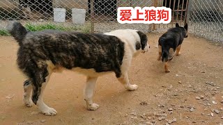 巨型中亚牧羊犬看上小狼狗，接下来的一幕令人捧腹，还是太年轻