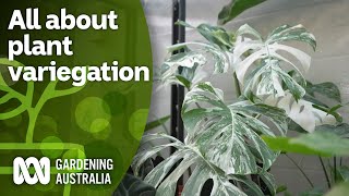 What is plant variegation? How you can encourage it | Indoor Plants | Gardening