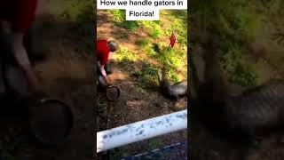 Gator gets hit by pan #shorts #respect