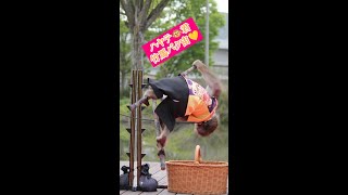 ハヤテ🐵君、竹馬バク宙‼️　縦長📱スマホ　猿まわし🐵💝二助企画　🐵　猿回し　神戸モンキーズ劇場　さるまわし　portrait　#Shorts