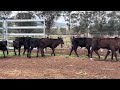 24 x 24 angus x black composite heifers on their first calf a c cosier calves