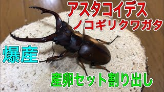 【爆産】アスタコイデスの産卵セットを割り出したら想像を超えた結果だった【昆虫部】