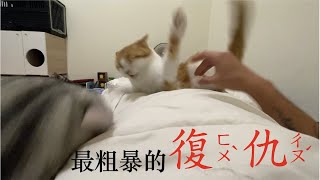 【五隻貓FIVE CATS】【橘子】貓是會記仇的！？到底是什麼血海深仇？