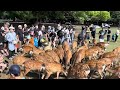 なつの鹿寄せ　奈良　春日神社境内　飛火野　2024 8 18