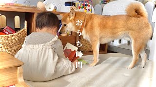 柴犬と1歳娘と過ごす「おうち時間」