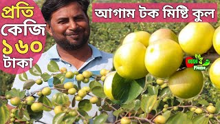 আগাম টক মিষ্টি কুল চাষ পদ্ধতি Sweens Acetous plums Farming in methods..