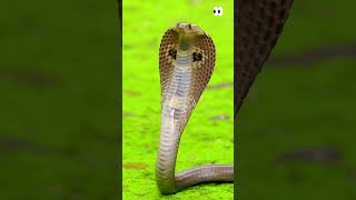 Up Close With a Spectacled Cobra Snake ...😳🐍 #shorts #animals #snake