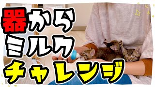 【子猫】はじめての器からミルクチャレンジ★爪切りしたら寝ちゃいました【保護猫生活43日目】