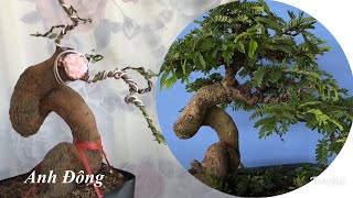 Cách cắt tỉa cây bonsai đã thành phẩm