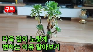 다육잎이 시들어 노랗게 변해 떨어지는 이유 알아보기