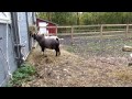 goatlog the loudest of the lambs 2012 10 24