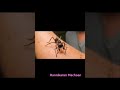 bullet ant ൻ്റെ കൂട്ടിൽ കൈ ഇട്ടാൽ എന്ത് സംഭവിക്കും🥵😳😳bullet ant vs human hand watch till the end☠️💀