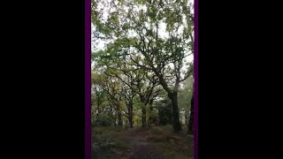 Sunday Strolls 11 - Arboreal in Autumn