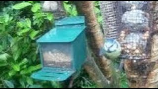 Blue Tit Bird On Winter Thursday Visit To My Cottage Garden Scone Perth Perthshire Scotland