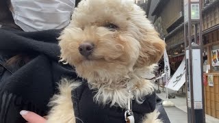 愛犬と一緒にパワースポットでパワーを感じて来ました。