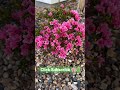 Coral Bells Azalea Gorgeous Blooms #shorts #flowers #asmr