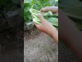 farming កាត់ស្ពៃចង្កឹះ short