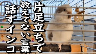 オキナインコのおしゃべり教えていない言葉しゃべります　賢いオキナインコ【インコの飼い方】〈♯344〉可愛いペット相棒