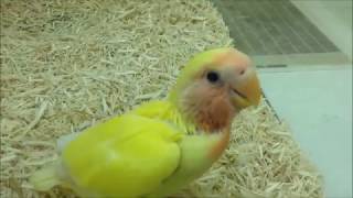 ペットプラザ一宮店　コザクラインコ　ルチノー