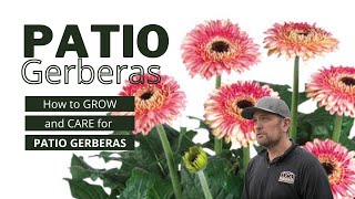 Patio Gerberas - How to grow and care for Patio Gerberas