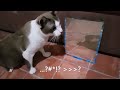 猫が鏡を見たら、こうなりました。cat vs mirror เมื่อแมวเห็นภาพสะท้อนในกระจก