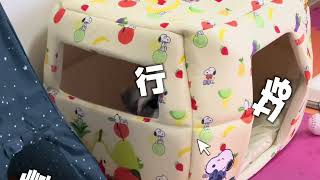 今日のレオン君#シーズー #わんこ動画#癒し動画#シーズー