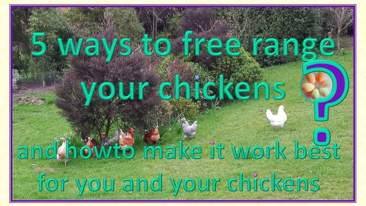 5 ways to free range your chickens - which will be best for you?