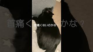 黒猫ちゃんの座椅子の使い方がかわいすぎる＃short＃cat