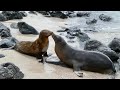 Sea lion pup and mother greeting each other - Galápagos