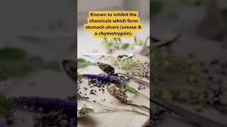 (CLICK HERE) Watch This If You've Never Heard Of Hyssop 🌿 #hyssop #herbalism #herbs