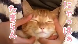 【飼い主さんの懐で】ぬくぬくマッサージを受ける猫さん｜PECO