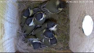 Kohlmeisen NestCam Live