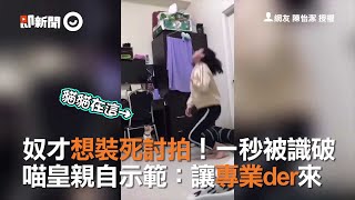 奴才想裝死討拍！一秒被識破　喵皇親自示範：讓專業der來