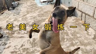 马犬妞妞老美女出来玩一会，高动力马犬，喜欢留言评论。