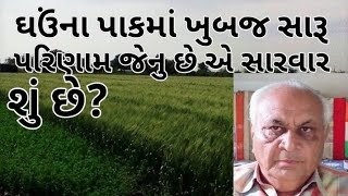 જે ઘઉંના પાકને ઝીંક સલ્ફેટ સારવાર મળી છે એ ઘઉંમાં રિઝલ્ટ કેવુ છે?