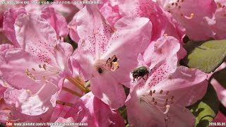 広島の風景2016初夏 「花みどり公園シャクナゲの花」 05.01 広島市安佐北区 Scenery of Hiroshima Early summer,Rhododendron flowers