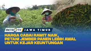 Petani Jember Manfaatkan Lonjakan Harga Cabai Rawit untuk Panen Lebih Awal