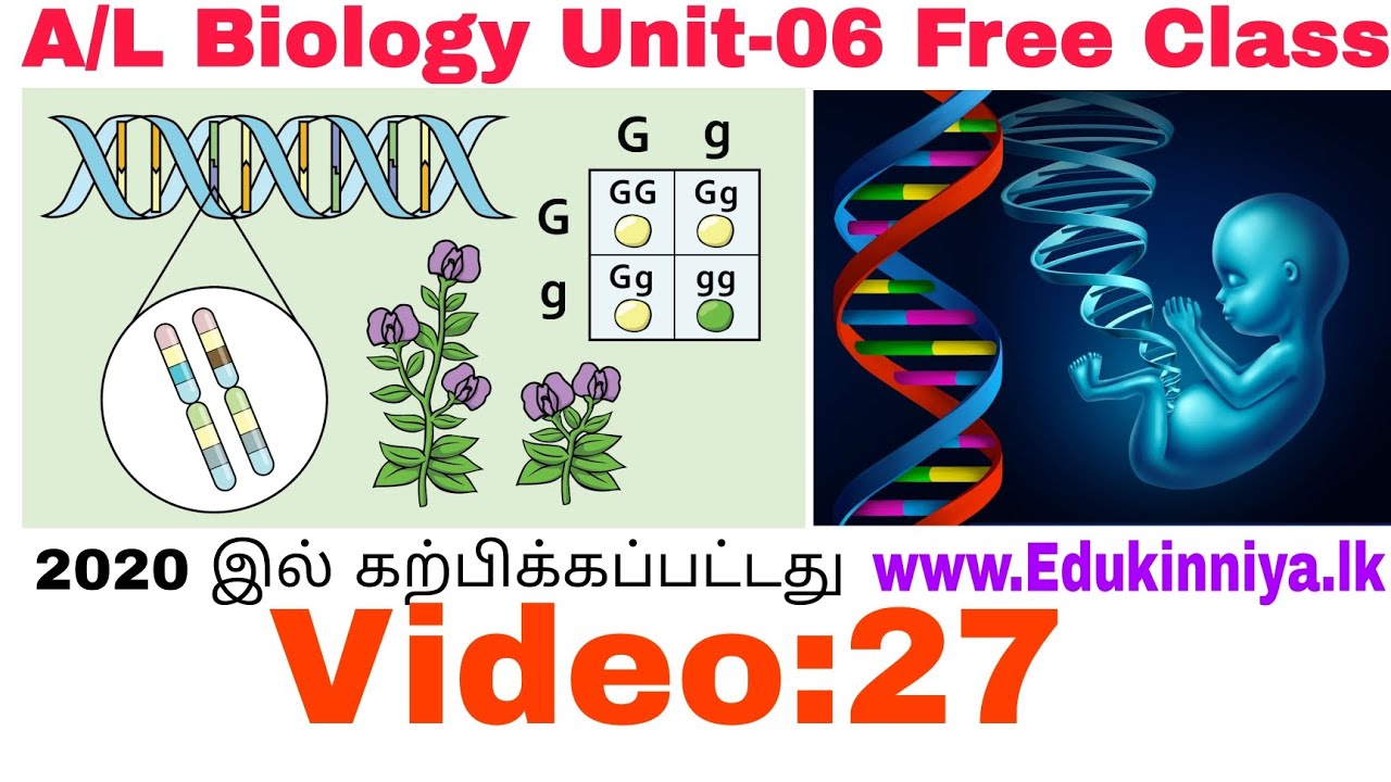 பிறப்புரிமையியல் Genetics || Video-27 || Unit-06 || 2020 இல் ...