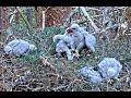 WARNING GRAPHIC. Chick kills his sibling. Loch Garten Goshawks. 22 June 2023