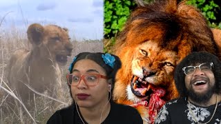 From Cub To King: A Lions Tail | Casual Geographic Reaction